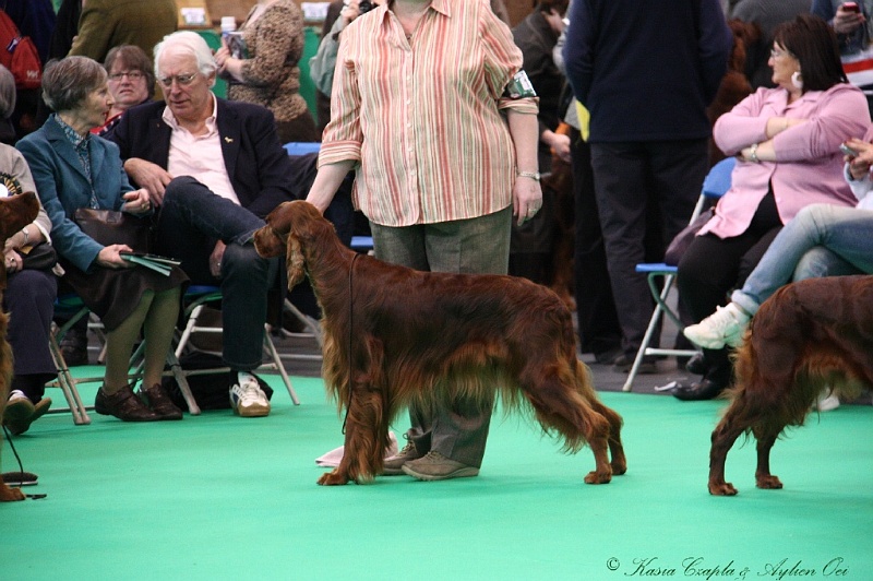 Crufts2011 367.jpg